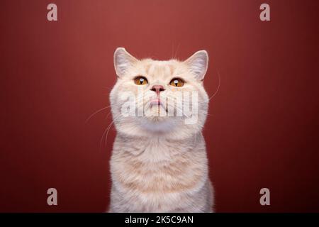 naughty zenzero britannico shorthair gatto ritratto su sfondo rosso che si stacca la lingua rendendo il volto divertente Foto Stock