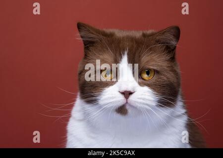 bel gatto bianco bruno corto britannico con occhi gialli ritratto su sfondo rosso Foto Stock