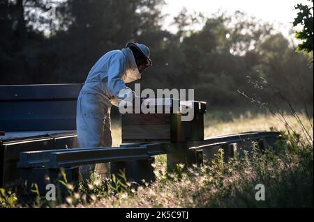 Apicoltore che mette gli alveari in una nuova posizione. Foto Stock