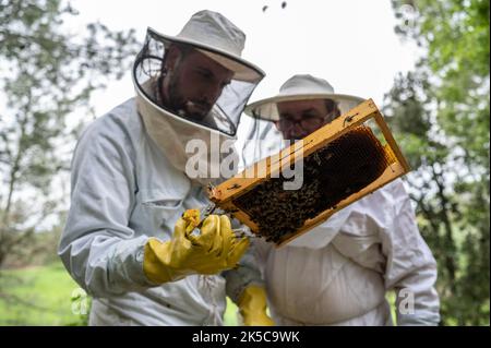 Due apicoltori che controllano un alveare pieno di api. Foto Stock