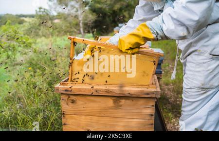 Primo piano delle mani dell'apicoltore che rimuovono la cera del corpo dell'alveare. Foto Stock