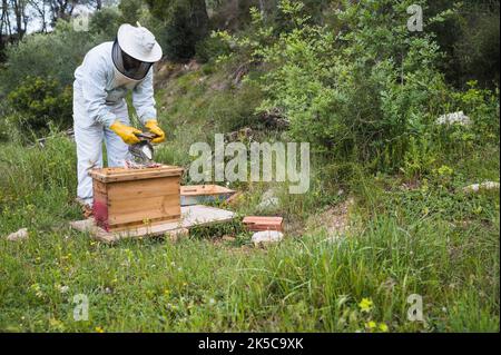 Apicoltore che usa un fumatore in un alveare di api. Foto Stock