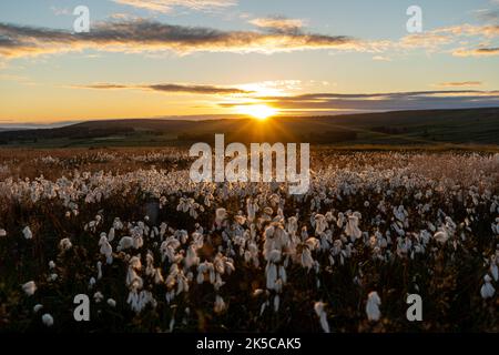 Erba di cotone infusa con un sole tramontante sulla brughiera dello Yorkshire, Regno Unito Foto Stock