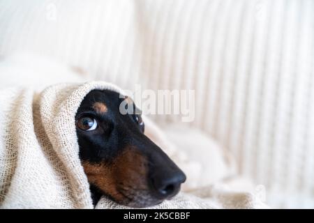 Un dachshund sotto una coperta che ottiene il freddo Foto Stock