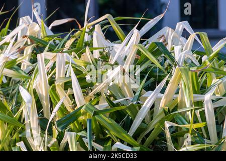 Pandanus Odorifer pianta in un giardino a Rio de Janeiro Brasile. Foto Stock