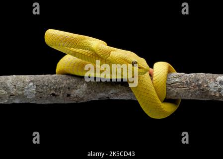 Vipera di buca gialla con bordo bianco su sfondo nero Foto Stock