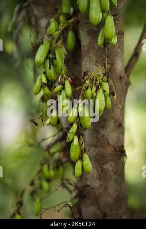 Frutti giovani di Averrhea bilimbi comunemente noto come bilimbi cetriolo albero fuoco poco profondo Foto Stock
