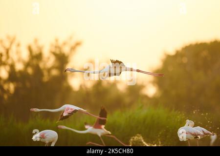 Fenicottero rosa, gruppo, inizio, laterale, Camargue, Francia, Europa Foto Stock