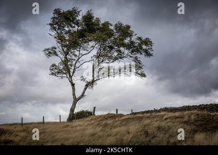 Un'immagine di un albero che viene soffiato nei forti venti di Beacon Hill, Leicestershire, Inghilterra, il 7th ottobre 2022. Foto Stock