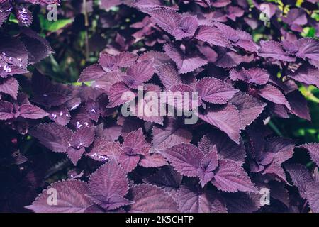 Primo piano della pianta Mayana crescente AKA dipinta Nettle e Coleus blumei benth utilizzato come medicina tradizionale a causa del suo analgesico, antinfiammatorio, ecc Foto Stock