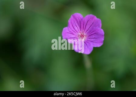 Fiore di sangue rosso cranesbilla (Geranium sanguineum). Foto Stock