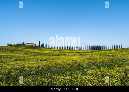 Fila con cipressi, campo fiorito, Toscana, Italia Foto Stock