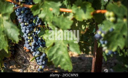 Uve rosse sul vitigno vicino Fleury d'Aude in estate. Foto Stock