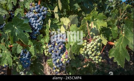 Uve rosse sul vitigno vicino Fleury d'Aude in estate. Foto Stock