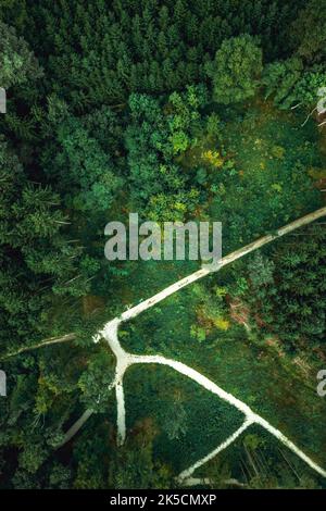 Una ripresa aerea verticale di una foresta verde Foto Stock