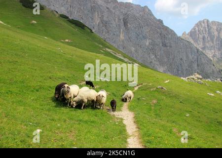 Estate, atmosfera estiva nel Puittal in montagna Wetterstein, Tirolo, pecore di montagna, pecore sul sentiero Foto Stock