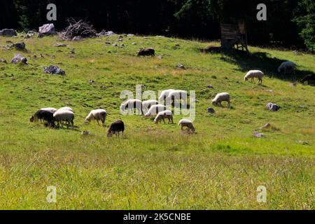 Gregge di pecore sul Rehberg di fronte ai monti Karwendel, Germania, Baviera, Werdenfels, Mittenwald Foto Stock