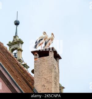 Germania, Baviera, Dinj'kelsbühl, coppia di cicogne nel centro storico. Foto Stock