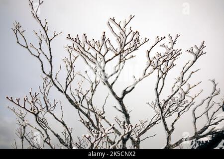 WA22169-00...WASHINGTON - cespugli allacciati alla neve in una giornata nevosa vicino alla cima del Monte si situato vicino alla città di North Bend. Foto Stock