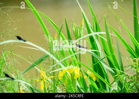 Nane con ali blu (Calopteryx virgo) demoiselles (Calopterygidae). Foto Stock