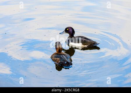 Anatra tufted (Aythya fuligula), coppia. Foto Stock