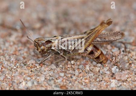 Grasshopper (Chorthippus biguttulus) femmina ad alette d'arco che depone le uova nel terreno Foto Stock