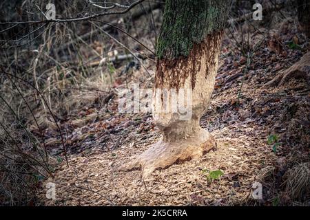 Tronco di albero gnawed da castoro Foto Stock