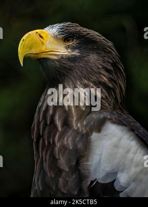 Vigile aquila di mare Foto Stock