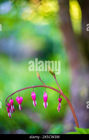 Cuore lacrimante, primo piano, sfondo astratto della natura sfocato Foto Stock