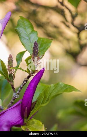 Primavera, bocciolo di magnolia, rosa magnolia 'Susan' Foto Stock