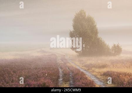 Mood mattutino nel Heide Oberoher, sentiero escursionistico attraverso erica fiorente, nebbia al suolo, comune Faßberg, parco naturale Südheide, Lüneburger Heide, Germania, bassa Sassonia Foto Stock