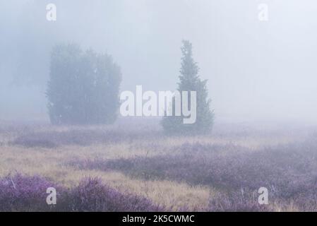 Cespugli di ginepro e erica fiorita nella fitta nebbia, Oberoher Heide, comune di Faßberg, Parco Naturale della brughiera Sud, Lüneburg Heath, Germania, bassa Sassonia Foto Stock