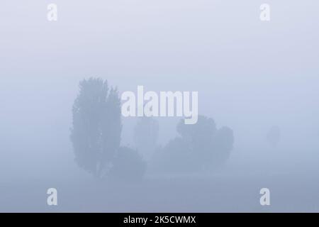 Cespugli di ginepro in fitta nebbia, Oberoher Heide, comune di Faßberg, Parco Naturale di Südheide, Lüneburg Heath, Germania, bassa Sassonia Foto Stock