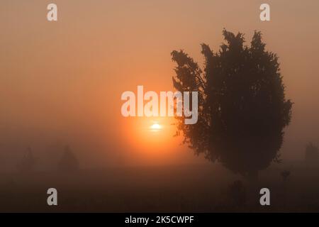 Alba a Oberoher Heath, cespugli di ginepro nella nebbia, comune di Faßberg, Parco Naturale di South Heath, Lüneburg Heath, Germania, bassa Sassonia Foto Stock