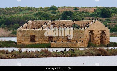 Italia, Sicilia, costa orientale, santuario ornitologico Vendicari, edificio rovinato sull'isola in acqua, senza tetto, moltissimi uccelli d'acqua nera seduti sull'edificio, superstiti banchi di sabbia Foto Stock