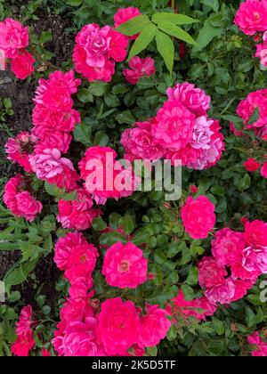 Un primo piano di rose rosa selvatiche in un giardino Foto Stock