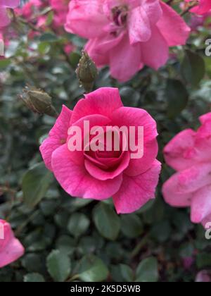 Un primo piano di rose rosa selvatiche in un giardino Foto Stock