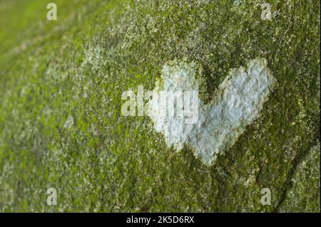 Piccolo cuore di lichene leggero su una roccia al Totengrund, riserva naturale nei pressi di Wilsede vicino a Bispingen, Parco Naturale di Lüneburger Heide, Germania, bassa Sassonia Foto Stock