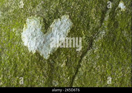 Piccolo cuore di lichene leggero su una roccia al Totengrund, riserva naturale nei pressi di Wilsede vicino a Bispingen, Parco Naturale di Lüneburger Heide, Germania, bassa Sassonia Foto Stock