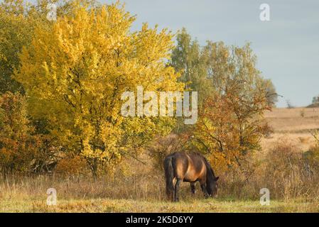 Pony selvatico Exmoor pascolando liberamente in un paesaggio steppa, giorno di autunno soleggiato poco dopo l'alba. Foto Stock