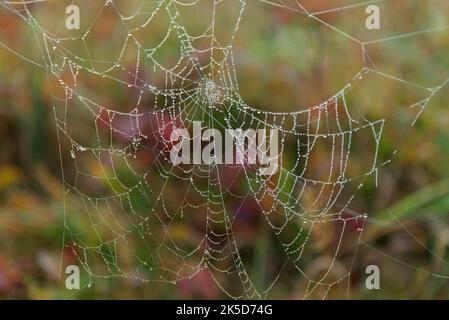 Fibre fini di ragnatela densamente coperta con piccole gocce di rugiada mattutina, giorno di caduta nuvoloso, fuoco selettivo, nessuna gente. Foto Stock