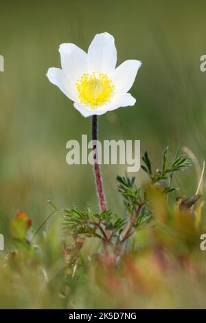 Piccolo campanello alpino o anemone Brocken (Pulsatilla alpina subsp. Austriaca), fiore, Vosgi, Francia Foto Stock