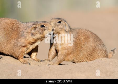 Cani da prato dalla coda nera (Cynomys ludovicianus), due animali al sepoltura, Nord America Foto Stock