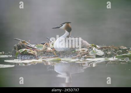 Grebe grande crestato (Podiceps cristatation) allevamento su nido, nebbia mattutina, Renania settentrionale-Vestfalia, Germania Foto Stock