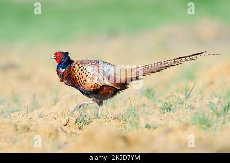 Fagiano o fagiano da caccia (Phasianus colchicus), gallo in primavera, Renania settentrionale-Vestfalia, Germania Foto Stock