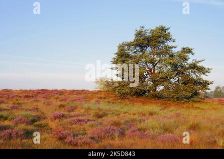 Pino comune (Pinus sylvestris) e erica di ginestre in fiore (Calluna vulgaris), brughiera di Westrup, Renania settentrionale-Vestfalia, Germania Foto Stock