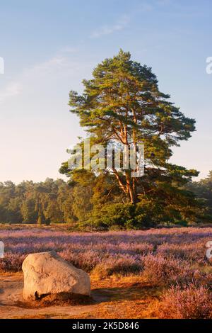 Pino comune (Pinus sylvestris) e erica di ginestre in fiore (Calluna vulgaris), brughiera di Westrup, Renania settentrionale-Vestfalia, Germania Foto Stock