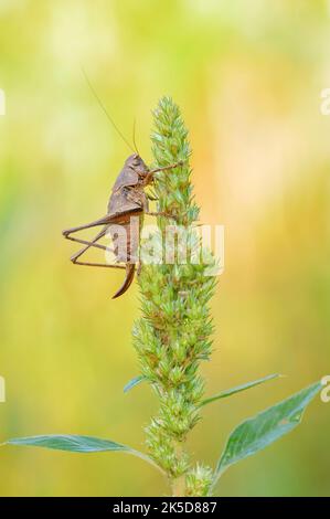 Cricket comune (Pholidoptera griseoaptera), femmina, Renania settentrionale-Vestfalia, Germania Foto Stock