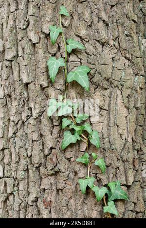 Edera comune (Hedera Helix) che cresce sul tronco di una quercia peduncolare (Quercus robur), Renania settentrionale-Vestfalia, Germania Foto Stock