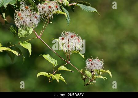 Clematis vitalba, frutta, frutteto, Renania settentrionale-Vestfalia, Germania Foto Stock